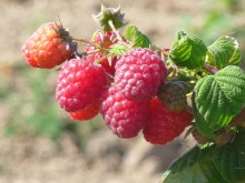 Framboise remontante